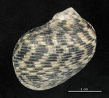 中文名:粗紋蜑螺(002328-00154)學名:Nerita undata Linnaeus, 1758(002328-00154)