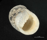 中文名:粗紋蜑螺(002328-00154)學名:Nerita undata Linnaeus, 1758(002328-00154)