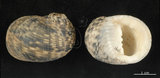 中文名:粗紋蜑螺(002328-00155)學名:Nerita undata Linnaeus, 1758(002328-00155)