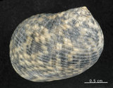 中文名:粗紋蜑螺(002328-00156)學名:Nerita undata Linnaeus, 1758(002328-00156)