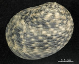 中文名:粗紋蜑螺(002328-00157)學名:Nerita undata Linnaeus, 1758(002328-00157)