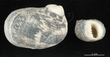 中文名:粗紋蜑螺(002328-00159)學名:Nerita undata Linnaeus, 1758(002328-00159)