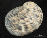 中文名:粗紋蜑螺(002328-00160)學名:Nerita undata Linnaeus, 1758(002328-00160)