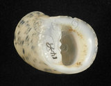 中文名:粗紋蜑螺(002328-00161)學名:Nerita undata Linnaeus, 1758(002328-00161)