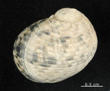 中文名:粗紋蜑螺(002328-00161)學名:Nerita undata Linnaeus, 1758(002328-00161)