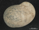 中文名:粗紋蜑螺(002328-00162)學名:Nerita undata Linnaeus, 1758(002328-00162)