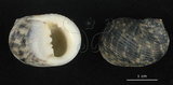 中文名:粗紋蜑螺(002639-00181)學名:Nerita undata Linnaeus, 1758(002639-00181)