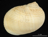 中文名:粗紋蜑螺(002831-00008)學名:Nerita undata Linnaeus, 1758(002831-00008)