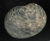 中文名:粗紋蜑螺(002831-00032)學名:Nerita undata Linnaeus, 1758(002831-00032)