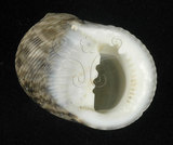 中文名:粗紋蜑螺(002831-00032)學名:Nerita undata Linnaeus, 1758(002831-00032)