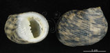 中文名:粗紋蜑螺(002831-00047)學名:Nerita undata Linnaeus, 1758(002831-00047)