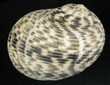 中文名:粗紋蜑螺(003032-00011)學名:Nerita undata Linnaeus, 1758(003032-00011)