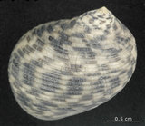 中文名:粗紋蜑螺(004962-00047)學名:Nerita undata Linnaeus, 1758(004962-00047)