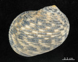 中文名:粗紋蜑螺(006211-00010)學名:Nerita undata Linnaeus, 1758(006211-00010)