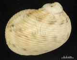 中文名:粗紋蜑螺(006211-00017)學名:Nerita undata Linnaeus, 1758(006211-00017)