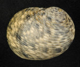 中文名:粗紋蜑螺(006211-00026)學名:Nerita undata Linnaeus, 1758(006211-00026)
