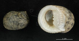 中文名:粗紋蜑螺(006211-00026)學名:Nerita undata Linnaeus, 1758(006211-00026)