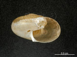 中文名:青鱉甲蝸牛(003783-00024)學名:Petalochlamys vesta (Pfeiffer, 1865)(003783-00024)