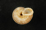中文名:膨脹大山蝸牛(004359-00072)學名:Cyclophorus turgidus (Pfeiffer, 1851)(004359-00072)