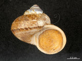 中文名:膨脹大山蝸牛(004723-00044)學名:Cyclophorus turgidus (Pfeiffer, 1851)(004723-00044)