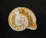 中文名:扁山蝸牛(002672-00006)學名:Pterocyclos wilsoni (Pfeiffer(002672-00006)