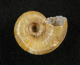 中文名:扁山蝸牛(003247-00038)學名:Pterocyclos wilsoni (Pfeiffer(003247-00038)