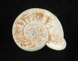 中文名:扁山蝸牛(003722-00014)學名:Pterocyclos wilsoni (Pfeiffer(003722-00014)