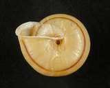 中文名:班卡拉蝸牛(005250-00016)學名:Pancala batanica pancala pancala (Schumacher & Boettger, 1891)(005250-00016)