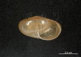 中文名:臺灣鱉甲蝸牛(003783-00007)學名:Petalochlamys formosana (Schmacker et Boetter, 1891)(003783-00007)