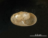中文名:臺灣鱉甲蝸牛(004401-00152)學名:Petalochlamys formosana (Schmacker et Boetter, 1891)(004401-00152)