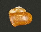 中文名:臺灣山蝸牛(003689-00023)學名:Cyclotus taivanus H. Adams, 1870(003689-00023)