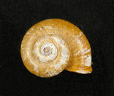 中文名:臺灣山蝸牛(003689-00023)學名:Cyclotus taivanus H. Adams, 1870(003689-00023)