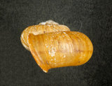 中文名:臺灣山蝸牛(003722-00035)學名:Cyclotus taivanus H. Adams, 1870(003722-00035)