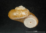 中文名:臺灣山蝸牛(003783-00010)學名:Cyclotus taivanus H. Adams, 1870(003783-00010)