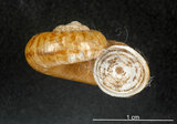 中文名:臺灣山蝸牛(003783-00013)學名:Cyclotus taivanus H. Adams, 1870(003783-00013)