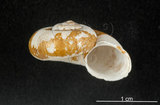 中文名:臺灣山蝸牛(004401-00174)學名:Cyclotus taivanus H. Adams, 1870(004401-00174)