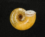 中文名:臺灣山蝸牛(004723-00022)學名:Cyclotus taivanus H. Adams, 1870(004723-00022)
