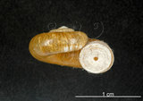 中文名:臺灣山蝸牛(004723-00022)學名:Cyclotus taivanus H. Adams, 1870(004723-00022)