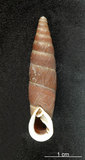 中文名:斯文豪煙管蝸牛(003604-00019)學名:Formosana swinhoei (Pfeiffer, 1865)(003604-00019)