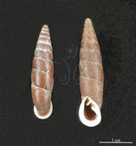 中文名:斯文豪煙管蝸牛(003604-00019)學名:Formosana swinhoei (Pfeiffer, 1865)(003604-00019)