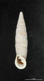 中文名:斯文豪煙管蝸牛(004401-00155)學名:Formosana swinhoei (Pfeiffer, 1865)(004401-00155)