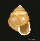 中文名:橡實蝸牛(004723-00011)學名:Coniglobus sphaeroconum (Pferiffer, 1865)(004723-00011)