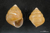 中文名:橡實蝸牛(005250-00012)學名:Coniglobus sphaeroconum (Pferiffer, 1865)(005250-00012)