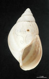 中文名:非洲大蝸牛(002534-00044)學名:Achatina fulica Bowdich, 1822(002534-00044)