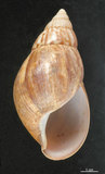 中文名:非洲大蝸牛(002639-00045)學名:Achatina fulica Bowdich, 1822(002639-00045)