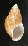 中文名:非洲大蝸牛(002639-00047)學名:Achatina fulica Bowdich, 1822(002639-00047)