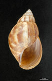 中文名:非洲大蝸牛(002639-00048)學名:Achatina fulica Bowdich, 1822(002639-00048)