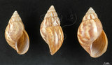 中文名:非洲大蝸牛(002639-00048)學名:Achatina fulica Bowdich, 1822(002639-00048)