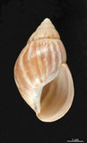 中文名:非洲大蝸牛(002655-00006)學名:Achatina fulica Bowdich, 1822(002655-00006)