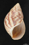 中文名:非洲大蝸牛(002767-00024)學名:Achatina fulica Bowdich, 1822(002767-00024)